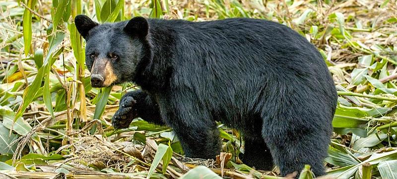If you encounter a bear ….