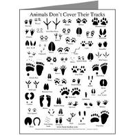 CANCELED: DCR Ranger Program: Wildlife Tracks & Signs